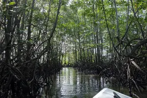 Tour image of One Day Tour To Térraba-Sierpe Mangrove By Boat From Sierpe