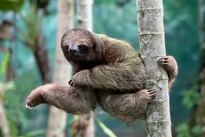Tour image of Private Tour Rio Celeste, Waterfalls, Rainforest, Sloth Encounter