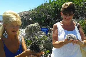 Tour image of Private Customizable Island Sightseeing Tour in St Maarten