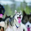 Image of Sledding