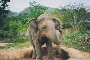 Tour image of Samui Elephant Kingdom Ethical Sanctuary and Skywalk Tour