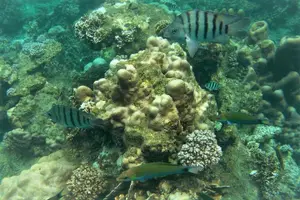 Tour image of Koh Tao and Koh Nang Yuan Snorkel Tour (Speedboat from Koh Samui)