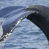 Image of Nature and Wildlife Tours