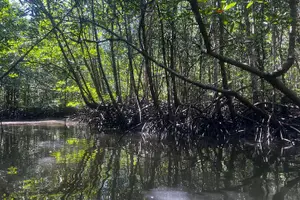 Tour image of Mangrove Tour by Kayaking in Ko Lanta With Lunch