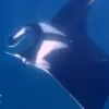 Image of Freediving