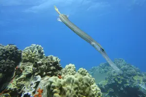 Tour image of West Maui Snorkeling Experience by Boat from Ka'anapali