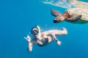 Tour image of Next Level Oahu Circle Island Tour Snorkel w/Turtles and Byodo-In