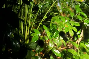 Tour image of Mesmerizing Night Walk in Tortuguero