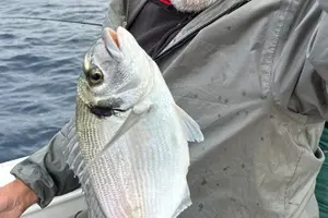 Tour image of Explore Sesimbra Sports Fishing