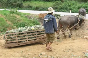 Tour image of Dalat - Central Highland - Nha Trang