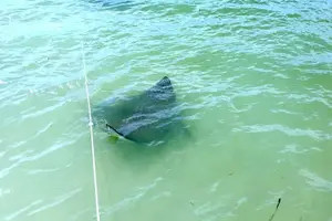 Tour image of Small Group 2 Hour Dolphin Cruise with Snorkeling to Shell Key