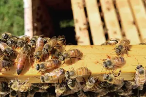 Tour image of Reagan’s Honey Beekeeping Adventure