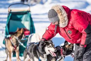 Tour image of Private Guided Dog Sledding on the Historic Yukon Quest Trail