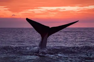 Tour image of Supreme 2hr Whale/Dolphin Watching Newport Beach, 6 person max