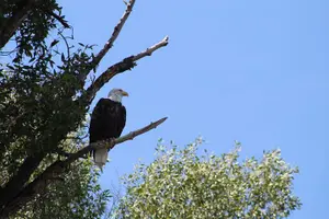 Tour image of Snake River Scenic Float Trip with Teton Views in Jackson Hole