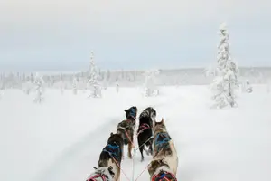 Tour image of Dogsled Adventure Kiruna