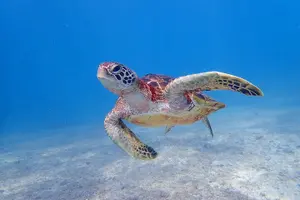 Tour image of Okinawa Miyako 3set Beach SUP, Snorkeling,Pumpkin Cave,Canoeing