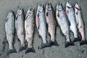 Tour image of Juneau Shore Fishing Shuttle and Gear