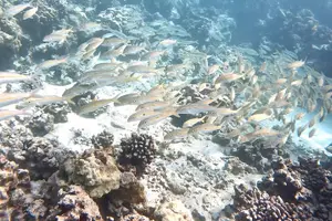 Tour image of Captain Cook Reef Snorkeling of Kealakekua Bay