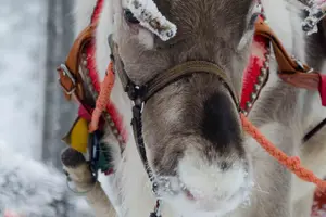 Tour image of Authentic Reindeer Farm Experience in Rovaniemi