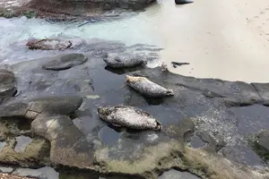 Tour image of San Diego Tide Pool Tour