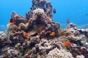 Tour image of Okinawa Miyako Natural Aquarium! Tropical Snorkeling Tour