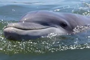 Tour image of Hilton Head Island Dolphin Boat Cruise