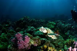 Image of Thailand