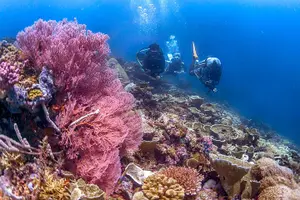Tour image of Kota Kinabalu Leisure Scuba Diving Trip (3 Dives)