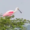 Image of Sightseeing Cruises