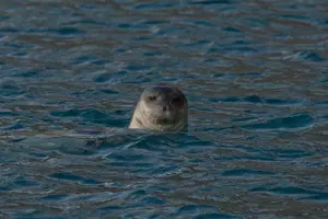 Tour image of Madeira Dolphin & Whale Watching Tour