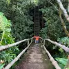 Image of Traditional Wellness