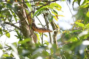Tour image of Khao Sok Rainforest | Hiking & Bamboo Rafting