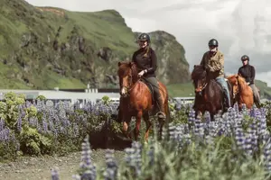 Tour image of Black Sand Beach Horse Riding Tour from Vik