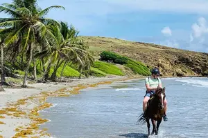 Tour image of Private Beach Horseback Ride with Sandy Hoofs St. Lucia