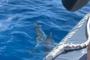 Tour image of Maui-Lanai EcoRaft Tour: Snorkel or Dolphin Watch (Semi-Private)