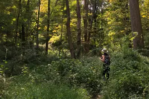 Tour image of Guided Shared Group Forest Bathing Session in Serene Woodland Park