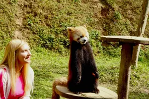 Tour image of Dujingyan Panda tour option Giant panda or Red Panda Keeper