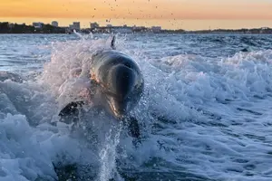 Tour image of Private Boat Tour Dolphins Sunsets Shell Island and Snorkeling