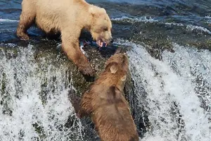 Tour image of Brooks Falls Bear Viewing