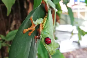 Tour image of Manuel Antonio National Park Guided Tours