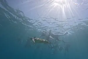 Tour image of snorkeling ,Turtle Watching in Cyprus
