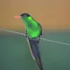 Image of Bird Watching
