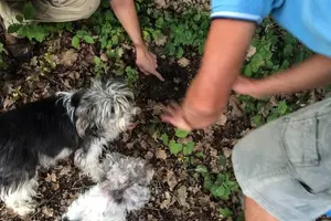 Tour image of Truffle Hunting in Provence