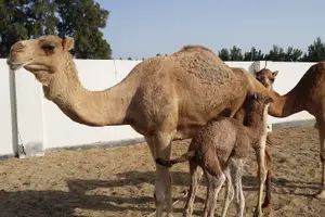 Tour image of Half Day Desert Tour