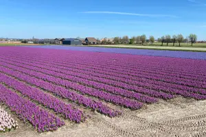 Tour image of Tulip Fields Tour near Keukenhof - Self-drive with Audio Guide