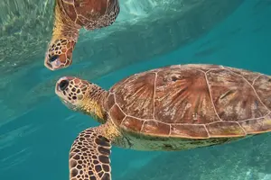 Tour image of Snorkeling in Daymaniat Island