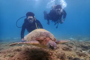 Tour image of Discover Scuba Diving in Yakushima! - Sea Turtle Course / 1 Dive
