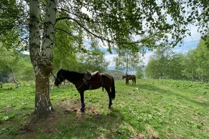 Tour image of A superb horse riding in Chon Kemin valley, 1 day
