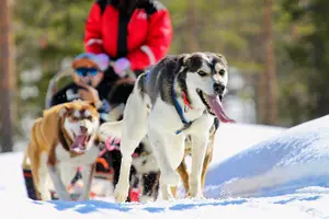 Tour image of Small-Group Husky Mushing Experience in Rovaniemi